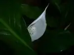 Spathiphylum kv