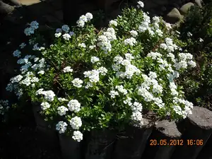 jarunap — 22. května 2012