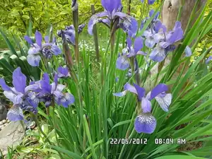iris