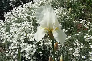 iris66 — 23. května 2012