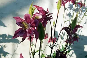 iris66 — 23. května 2012