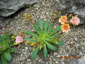 lewisia...