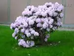 Rododendron