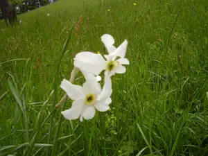 Narcisky na louce