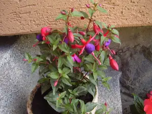 Fuchsie