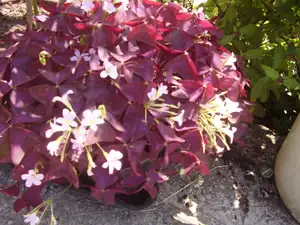 Oxalis