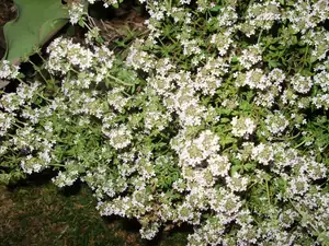 muškatek — 27. května 2012