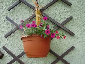 muškatek — 27. května 2012