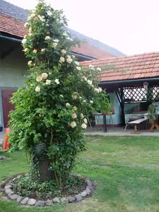 muškatek — 27. května 2012
