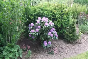 iris66 — 28. května 2012