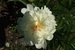 iris66 — 28. května 2012