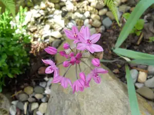 Allium (okrasný česnek)