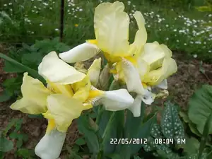 ludmila60 — 28. května 2012