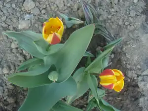 tulipán duben 2012