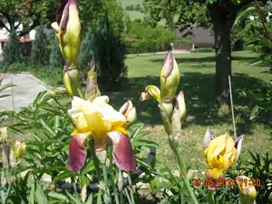 iris...