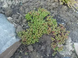 ím jak se tato kytka jmenuje, ale je taky hezká duben 2012