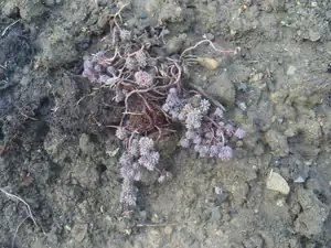 skalka duben 2012
