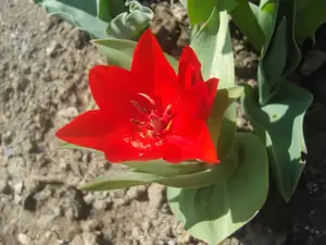 ještě jeden tulipán z dubna 2012