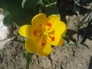 žlutý tulipán duben 2012