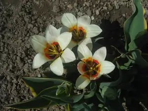 ještě jedny malé tulipánky