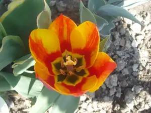 ještě tulipán kvetoucí v dubnu