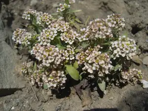 tařicovka květen