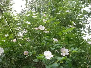ludmila60 — 29. května 2012