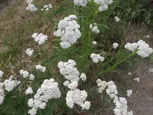ludmila60 — 29. května 2012