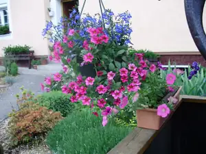 Lobelka milionka