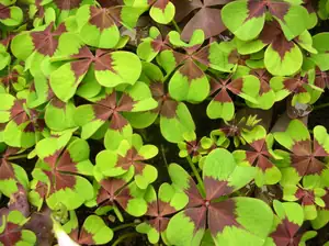 Jetelíček-Oxalis
