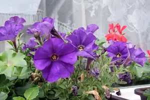 iris66 — 4. června 2012