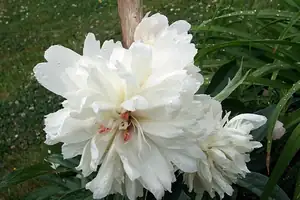 iris66 — 4. června 2012