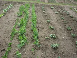 Moje plantáž