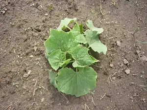 Okurka