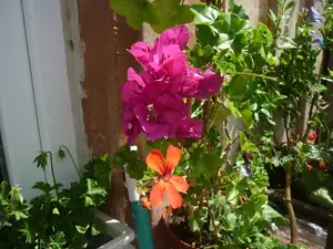 Bugatka