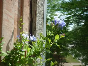 Plumbago