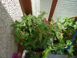 Fuchsie