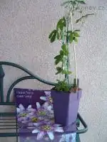 Passiflora Caerulea
