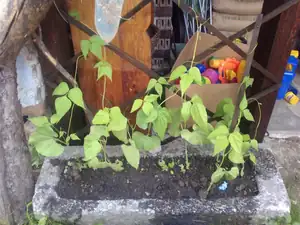 Fazole už se plazí, ale nocenky zatím jen vykukují...