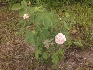 Tahle růžička rostla před rodným barákem mojí maminky, ten se prodal a mamča vzdychala, že si jí tam pamatuje celej život a teď jí zničí a tak sem jí zachtánila. Už nám pěkně kvete u baráku :)