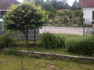 Moje přerostlá bonsaj... Lípa ... ne, jen neci aby přerostla a tak vypadá jak vypadá.