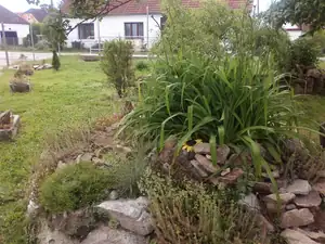Lilie už taky mají poupata,..