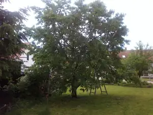Třešeň