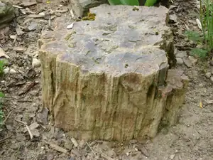 s t