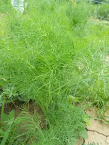 Kopr