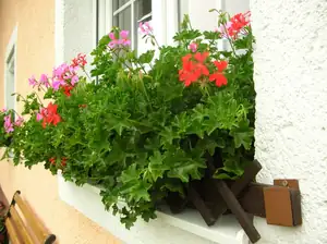 Snad už rozkvetou.