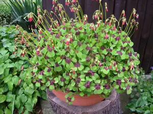 Oxalis.