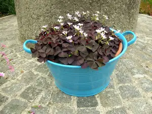 Oxalis