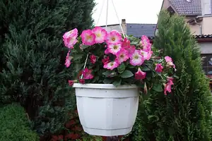 iris66 — 10. června 2012
