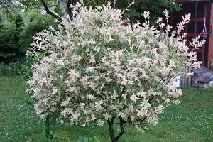 iris66 — 10. června 2012